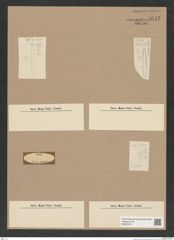 Diatomeae indet. Zeichnungen Sammlung Grunow Nr. 9747 (NHMW-BOT-W0379731)